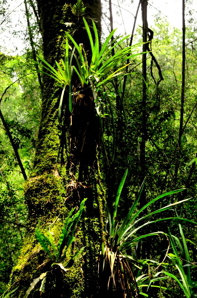 Cooperando en verde