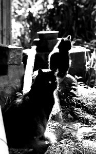 Cats at kawagoe.jpg