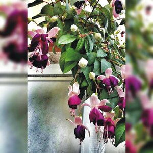 Mom mohterflowers mother
