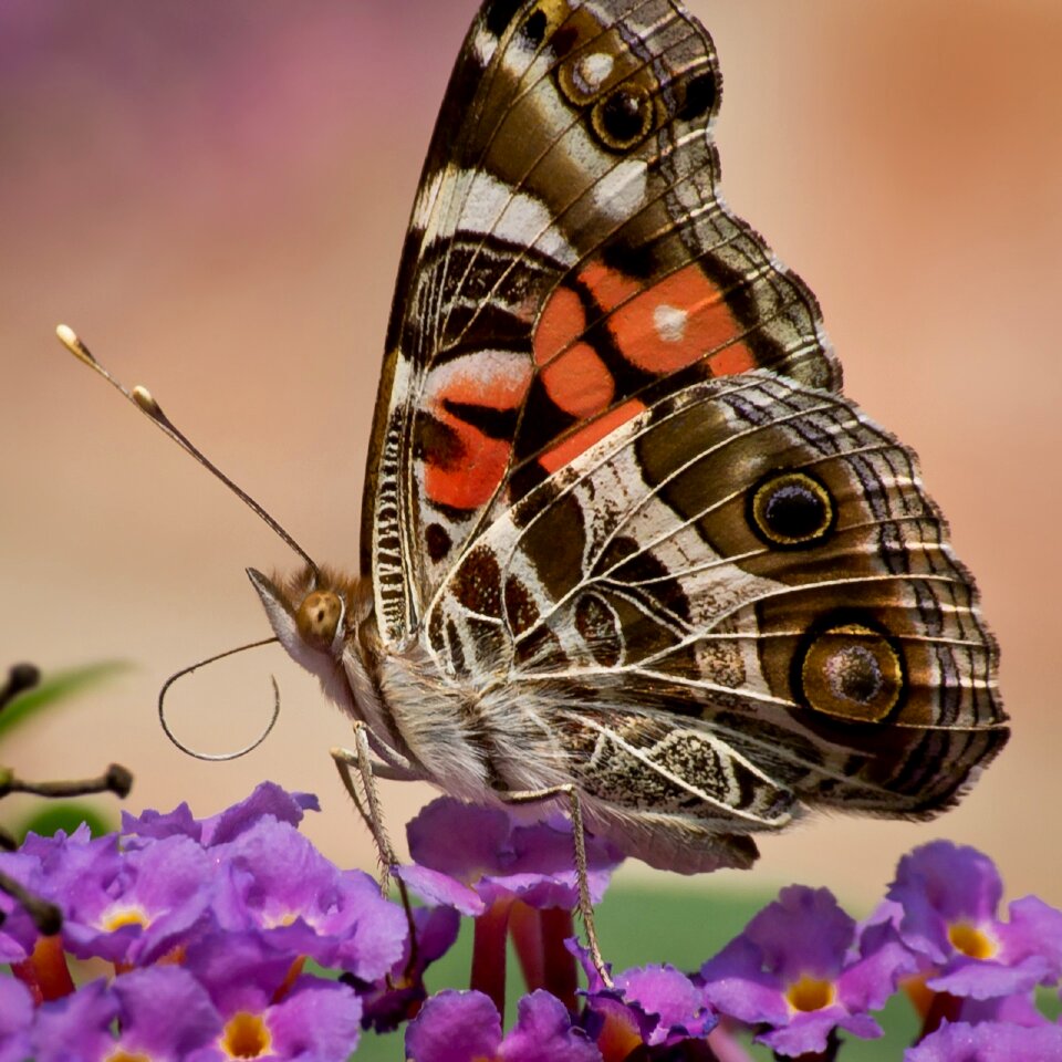 Colorful nature wildlife