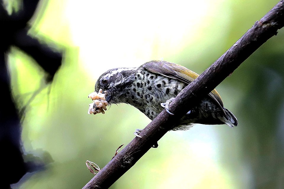 15I1536 speckled piculet