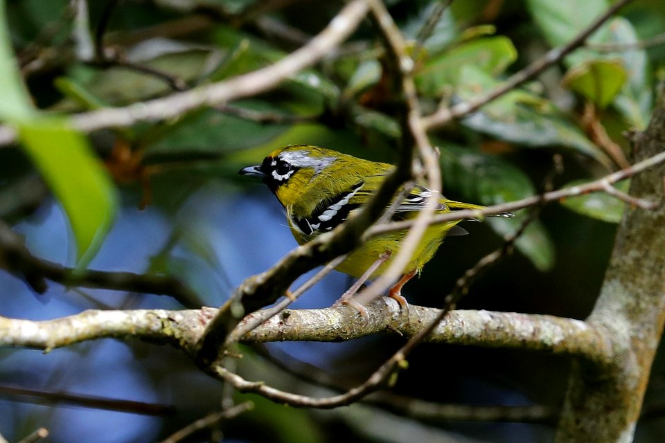  YT 0315 chestnut-fronted shrike-babbler