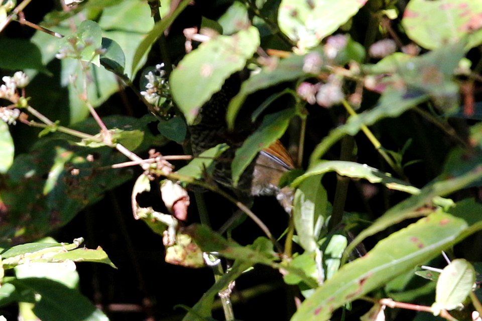  SYT5224 Scaly Laughingthrush
