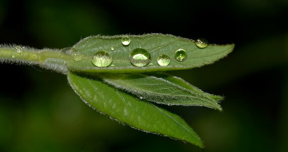Water rain leaf photo
