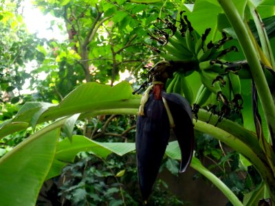 banana flower