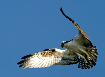 Osprey Hovering