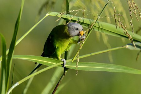 YT 0854 blossom-headed parakeet