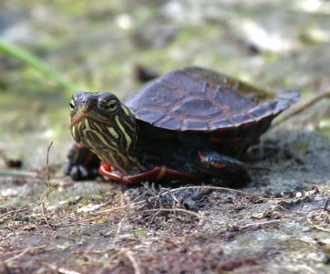 Photo of the Week - Hatchling Painted Turtle (VT)