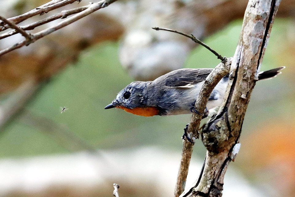  15I0796 Taiga flycatcher