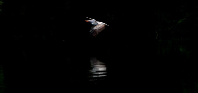 the pelican! Ranganathittu Bird Sanctuary photo