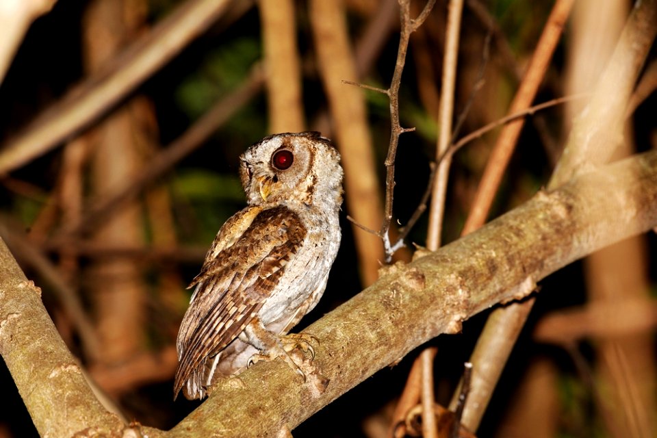  73A1605-collared scops owl