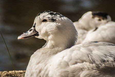 Duck waterfowl fauna photo