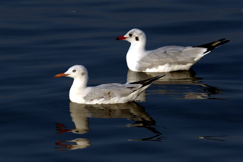  YT 2111 slender-billed gull & brown-headed gull