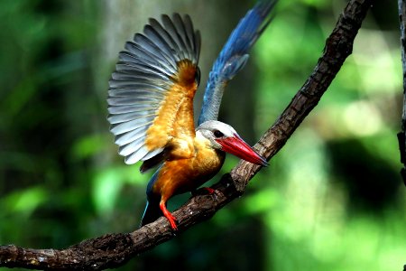  YT 3392 stork-billed kingfisher