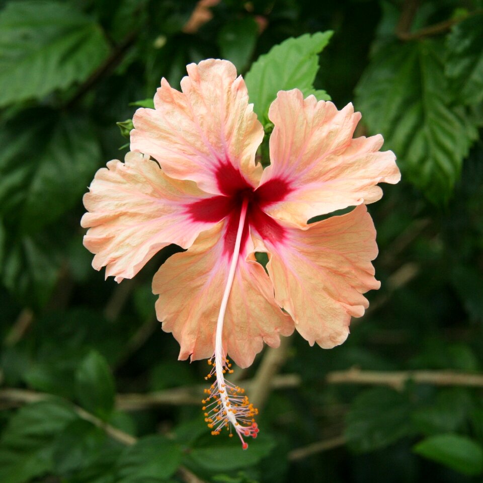 Tropical exotic nature