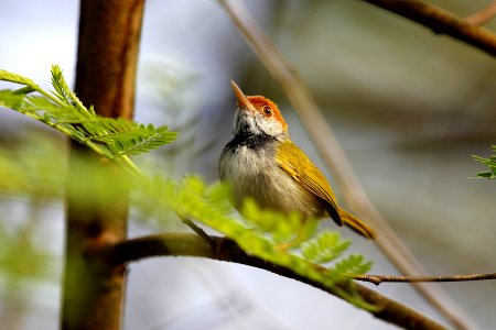  SYT0625-Dark-necked Tailorbird