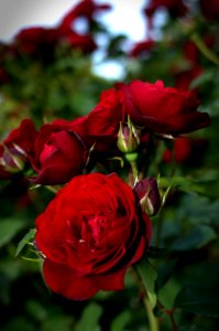 Rose at Yokohama