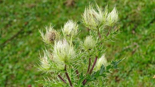 Flowers mountains green