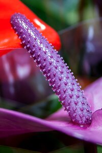 Flower close up violet photo