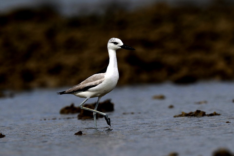  YT 2540 crab plover