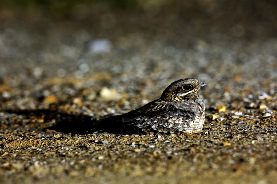  SYT8995 indian nightjar