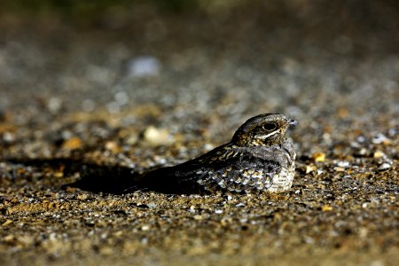  SYT8995 indian nightjar