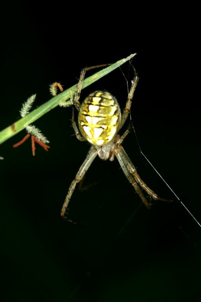 Spider web insects night photo