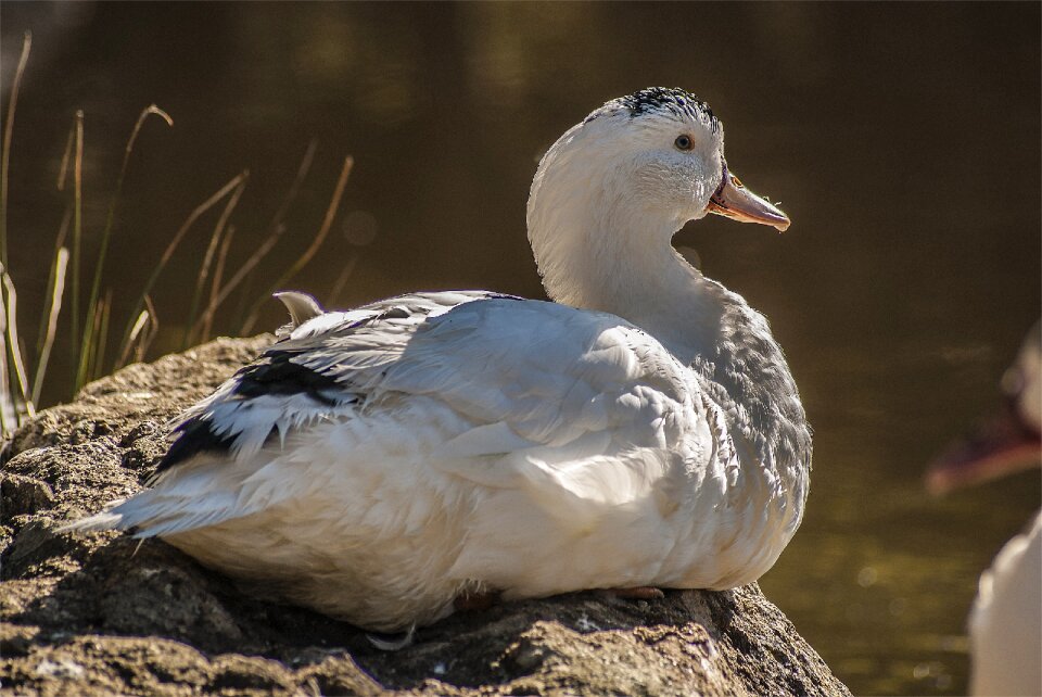 Animal world fauna birds