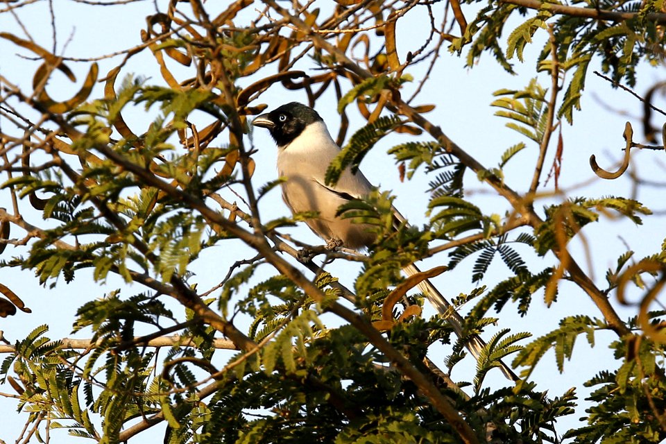  SYT7095 hooded treepie