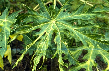 Leaf mosaic, green islands and shoestrings: Symptoms of papaya ringspot disease photo