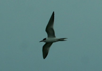Common Tern photo