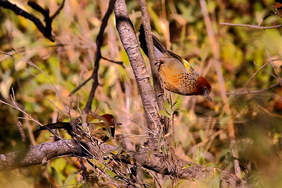  SYT2967 chestnut-crowned laughingthrush