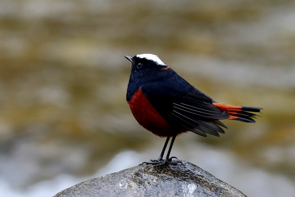  15I4386 White-capped redstart