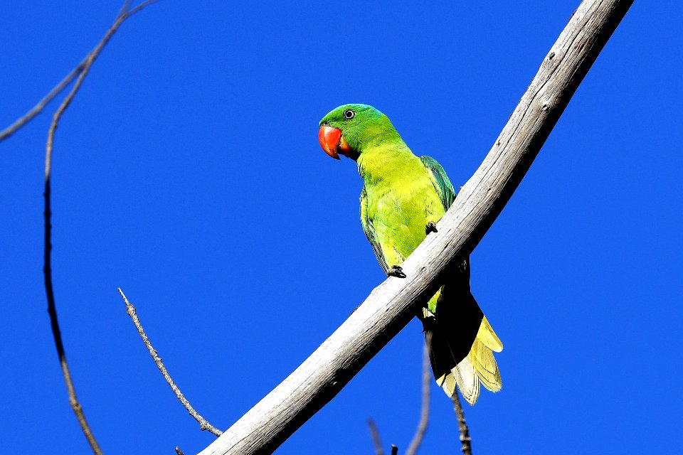 15I2188 blue-napped parrot