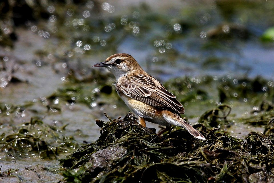  SYT8298 zitting cisticola