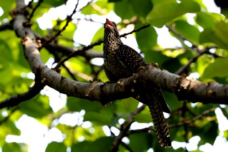  YT 8424 Asian Koel