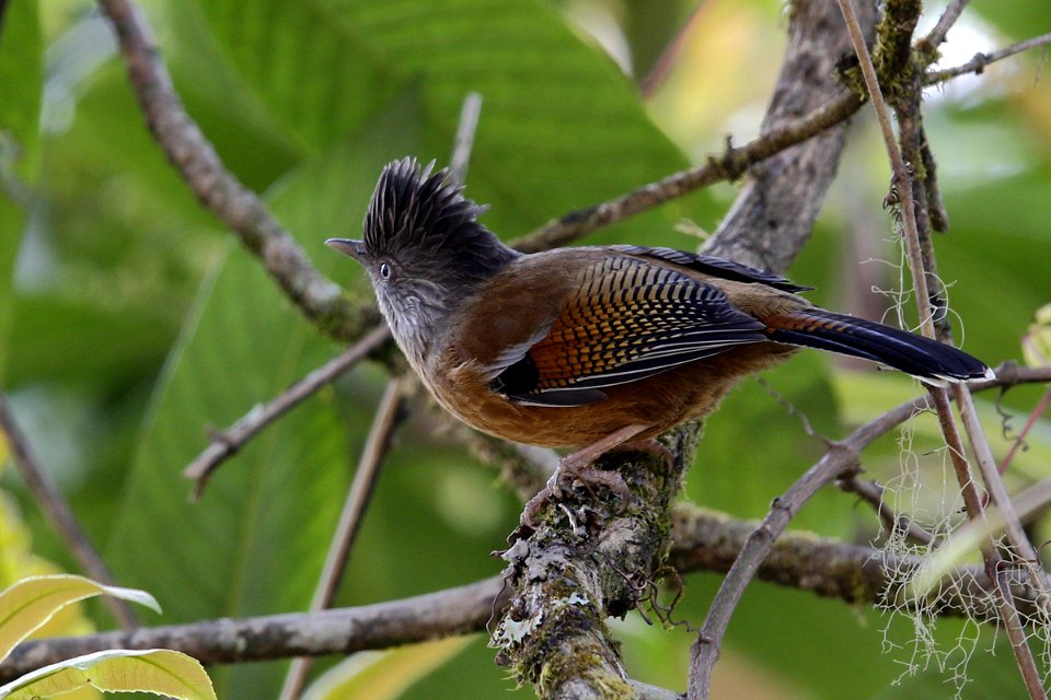  SYT4331 Streak-throated barwing