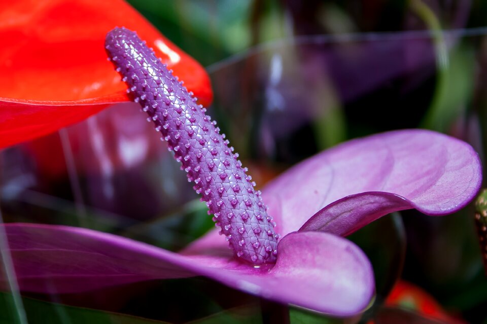 Flower close up violet