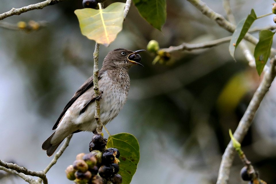  15I5510 斑翅椋鸟 Spot-winged Starling