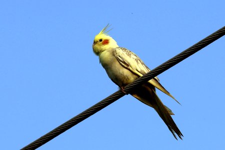  YT 6618 Cockatiel