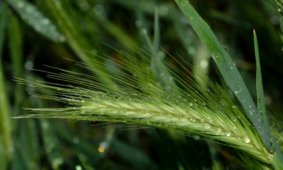 Water drops triticum