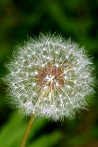 Dandelion spores dandelion plants