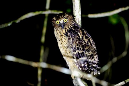  15I4417 buffy fish owl