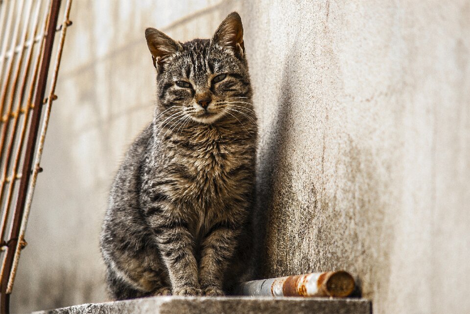 Feline pet mammal