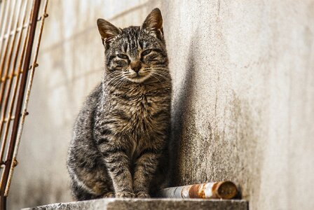 Feline pet mammal