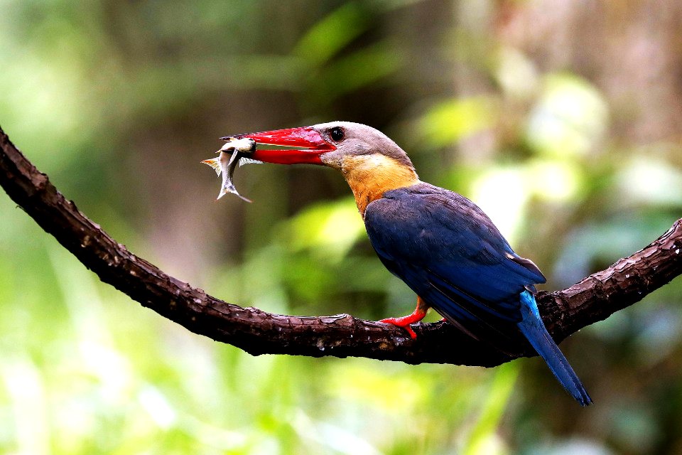  YT 4633 stork-billed kingfisher