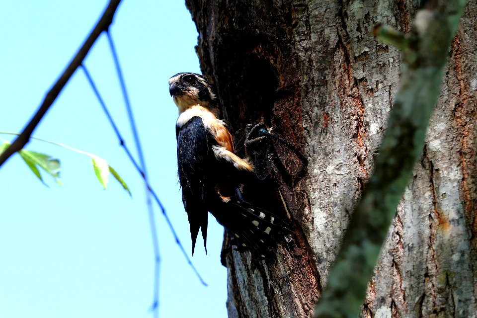 SYT 0776 Black-thighed falconet