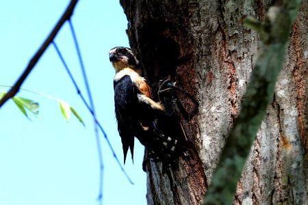 SYT 0776 Black-thighed falconet