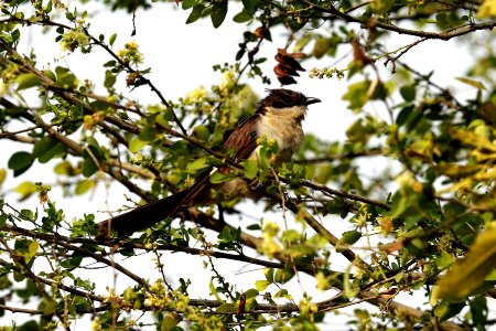  YT 9439 pied cuckoo