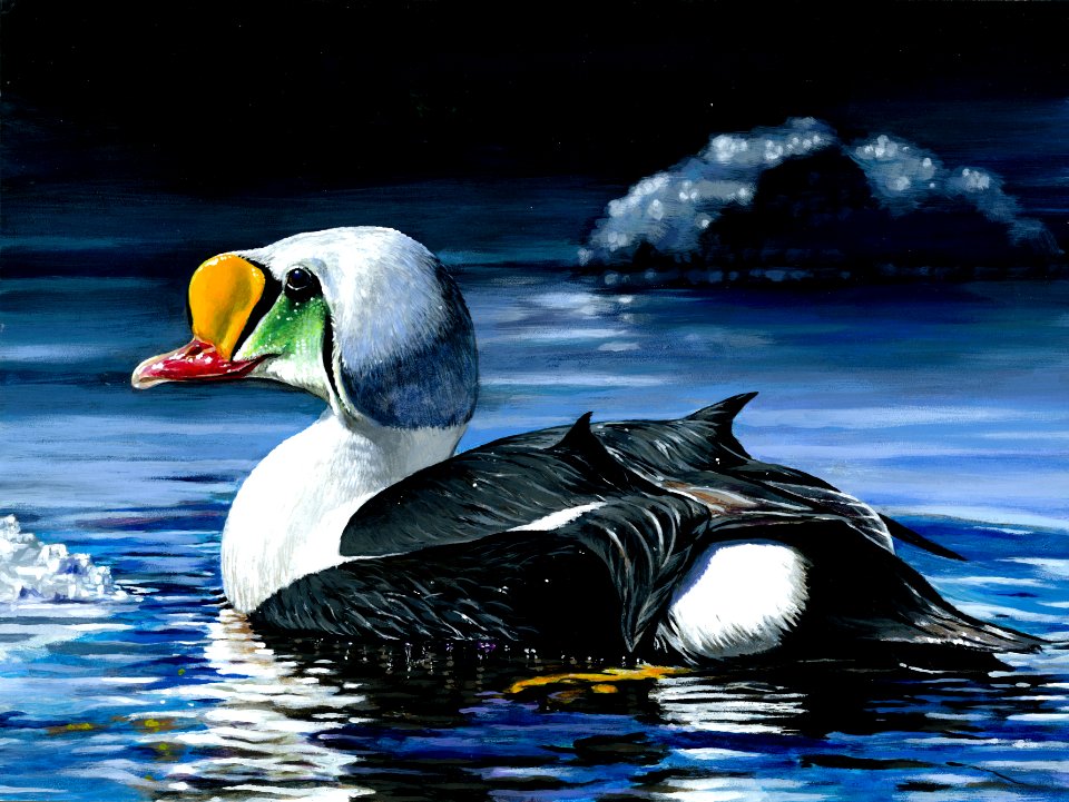 Photo of the Week - Junior Duck Stamp Winner (NJ)